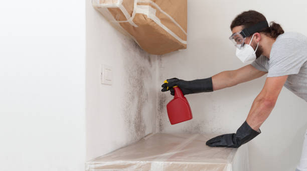 Professional Basement Mold Remediation technician working in Olanta, PA